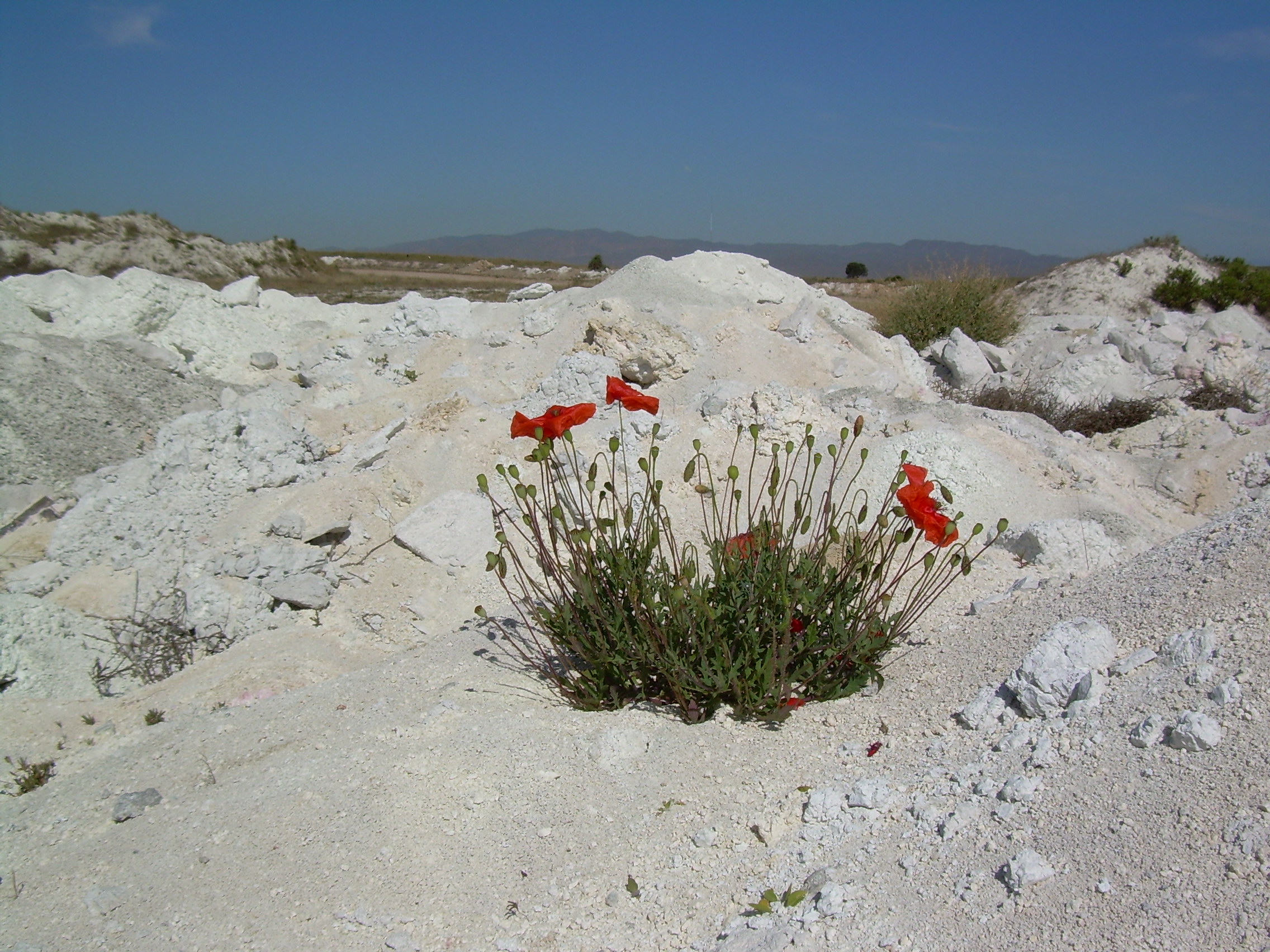 Cabo de gata